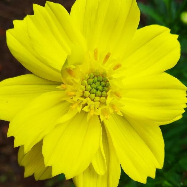 Plant World Seeds - Cosmos Sulphureus Seeds (Annual Flower Seeds)