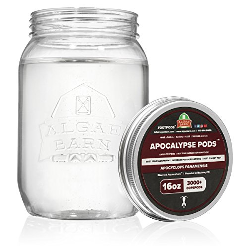 AlgaeBarn Apocalypse Pods :: Live Copepods :: Apocyclops panamensis Copepods :: Clean Your Tank :: Mandarin & Finicky Fish Food (3,000+ Pods)