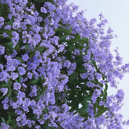 semillas de crepe mirto resistentes, árboles bonsái, plantas, arbustos resistentes Mini jardín, arbustos resistentes y con flores Plantas perennes, arbustos resistentes y con flores, 125pcs