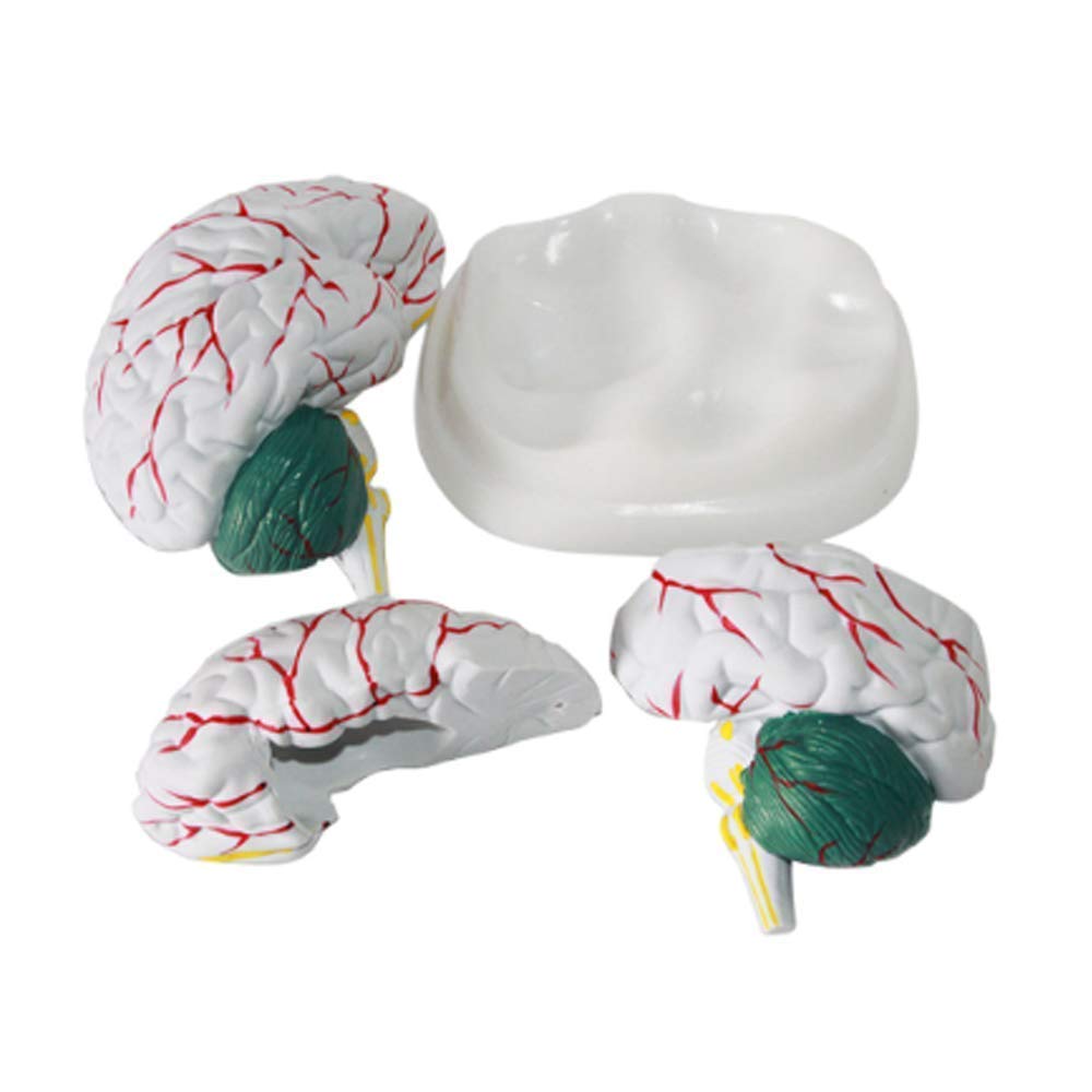 Anatomie-Modell, Montagemodell, Menschliches, Anatomie, Gehirn, Kleinhirn, Gehirn, Organ, Dissektionsmodell, 3 Teile Für Medizinische Schule, Lehrmittel, Display Laborausrüstung