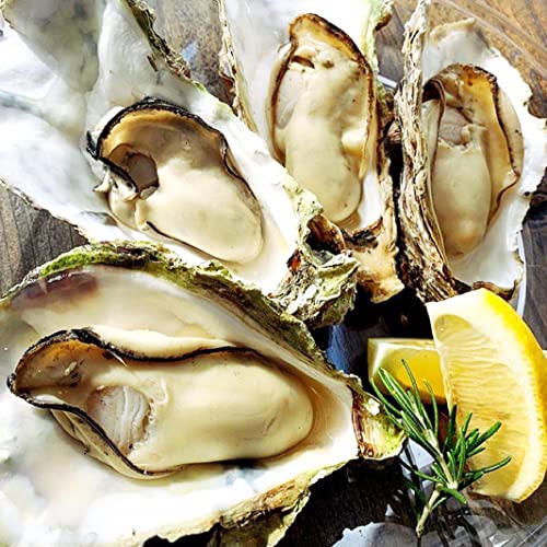 兵庫県 室津港 殻付き 牡蠣 Mサイズ 生食用 50粒(10粒×5袋) 大容量/冷凍 かき カキ 貝 BBQ バーベキュー 網焼き 刺身 生牡蠣