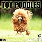 RED EMBER Toy Poodles 2026 Wall Calendar 12 Month | 12' x 24' Open | Thick & Sturdy Paper | Giftable | Cute Puppy Dog Calendar 2026