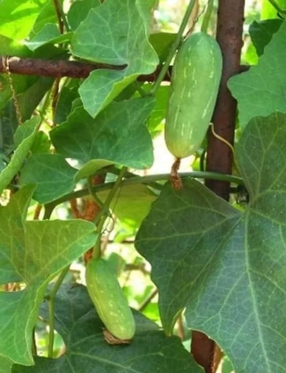 NATURE WORLD PREMIUM FULLY ORGANIC AND AYURVEDIC HIBRID PARWAL DONDA LHEALTHY LIVE PLANT FOR GREAT HOME GARDENING (B0D4FZZCTK) Amazon Price History, Amazon Price Tracker
