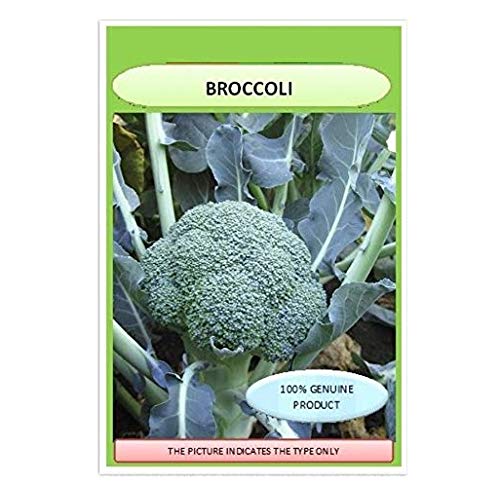 VIBEX™ XXL-243-Broccoli And Lettuce Non GMO Heirloom Seeds-picture-29
