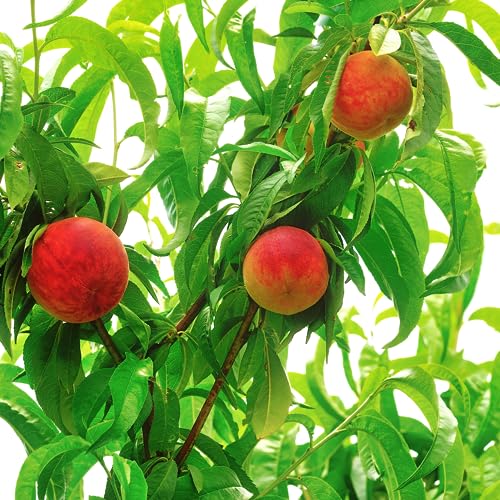 Tristar Plants - Sugar Giant Peach - Sweet and Juicy Fruit - Fast-Growing Tree - Self-Pollinating Variety - 1 Gallon Trade Pot