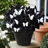 Kältefeste dauerhafte Ungewöhnliche Hosta, Gartenkultur von Funkien, Blütenbildend, Optimale Gartenpflege, Einzigartige Hosta-2Rhizome-H