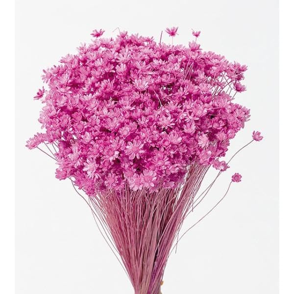 Amazon｜大地農園 ドライフラワー スターフラワー・ミニ (12g入