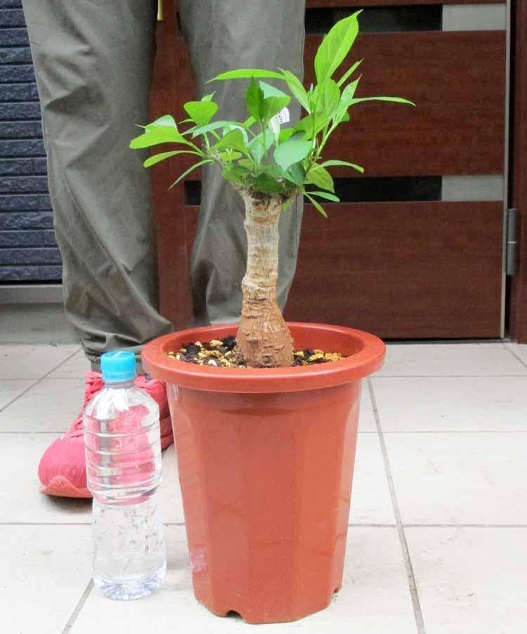 現品】 発根済 大株 バオバブの木 バオバブ・ディギタータ 7号鉢 SF番 【