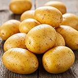 Yukon Gold Seed Potatoes for Planting – 2 lb Pack of Easy-to-Grow, High-Yield, Disease-Resistant Garden Potatoes – Perfect for Baking, Roasting, Mashing & Home Gardening