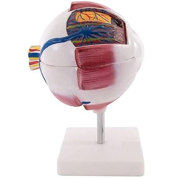 Amazon.co.jp: 眼球模型 - 目のモデル、解剖モデル、人間の目の