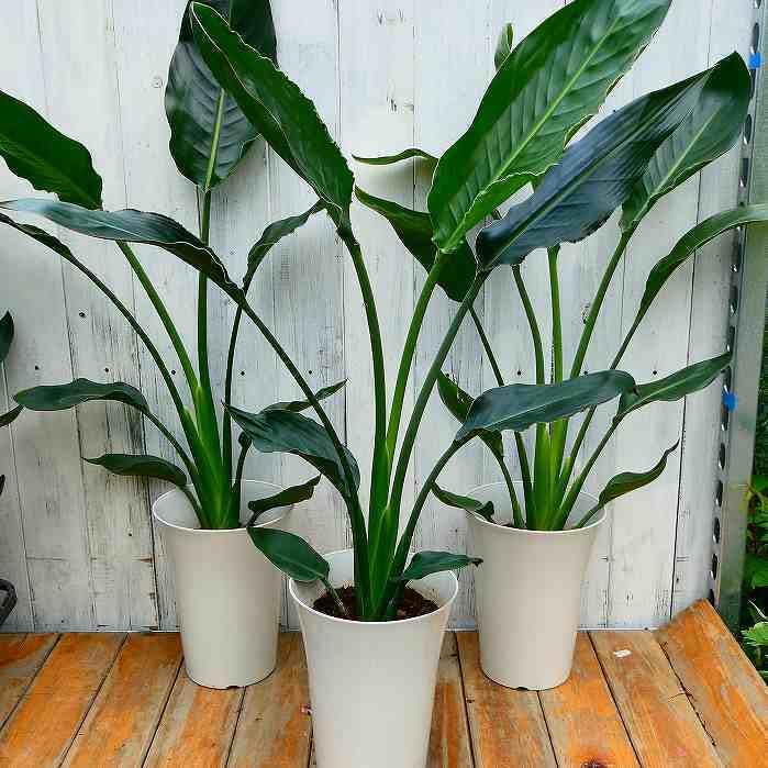 Amazon.co.jp: ストレリチア レギネ 6号鉢 1芽植え 極楽鳥花 観葉植物