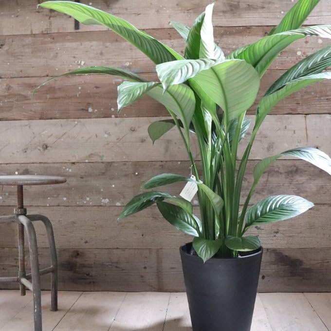 Amazon｜スパティフィラム・センセーション 大苗 10号 観葉植物