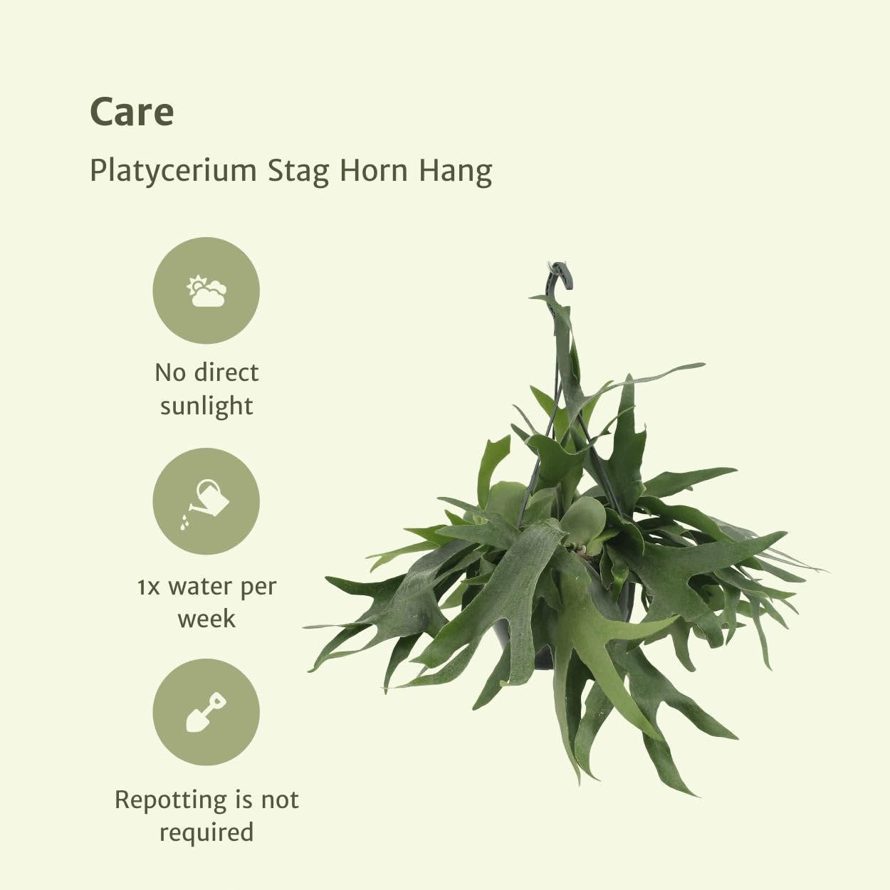 Hirschfarn – Höhe 50 cm, Ø 21 cm – Zimmerpflanze