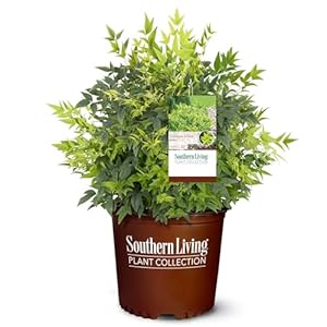 2 Gallon Southern Living Nandina Lemon Lime Shrub