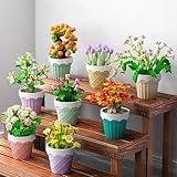 Zoom IMG-2 lotolo mini fiore succulente bonsai Zoom IMG-2 lotolo mini fiore succulente bonsai