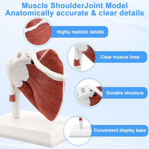 Image of TYRRDE Muscled Shoulder Joint Model, 1:1 Life Size Human Body Right Shoulder Anatomy Model with Ligaments, Clear Muscle Lines, Durable Structure, 3D Removable Base, Manual for Medical Educational Training