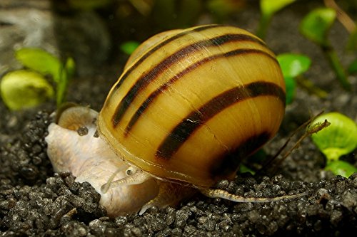 Zebra Apfelschnecke - Asolene spixi, 3 Stück - Aus Quarantänehaltung - 100% planarienfrei