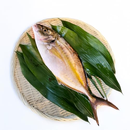 y①/1{ۂƁzV}AW { ۂƁq1.1kgOr VN V}AW j NX}X Ε Nz N Mtg OMtg  蕨 N