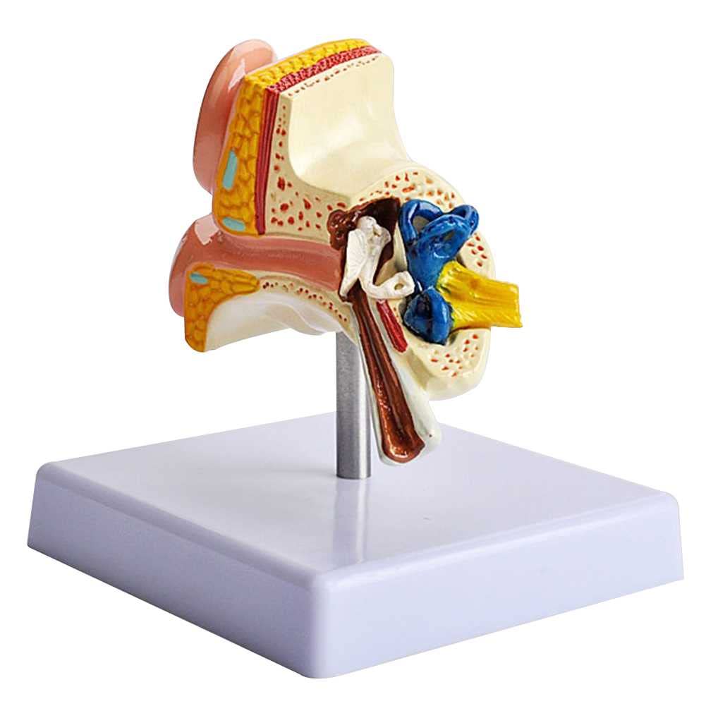 Modèle d'anatomie de l'oreille pour réussir vos révisions 3D