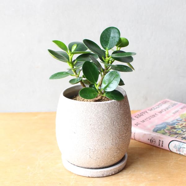 ［現品］【希少】4番　パンダガジュマル　観葉植物　レア　室内　接木　陶器鉢　ゴム 現品］【希少】4番 パンダガジュマル 観葉植物 レア 室内 接木