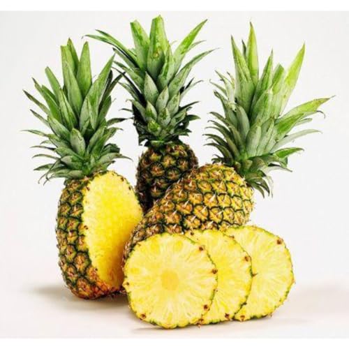 Pineapple Plant Live, Elite Gold Pineapple Tree Shrub Bush, Starter Plant 4-7 Inches Tall, Outdoor Growing, No Pot, Sweet Flavor