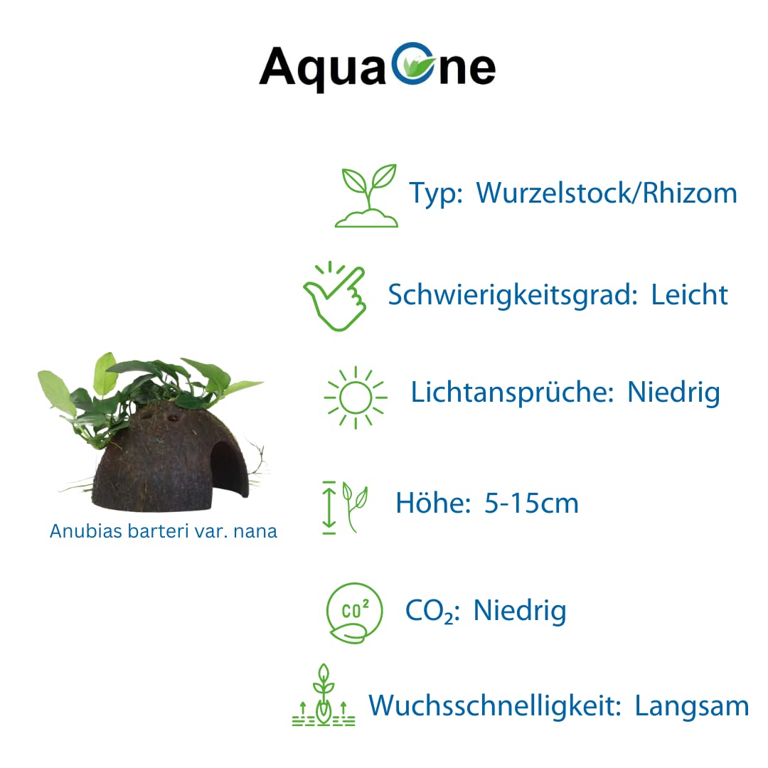 AquaOne Aquarium Pflanzen 2x Wasserpflanzen Set Mix mit 2 Aufsitzer