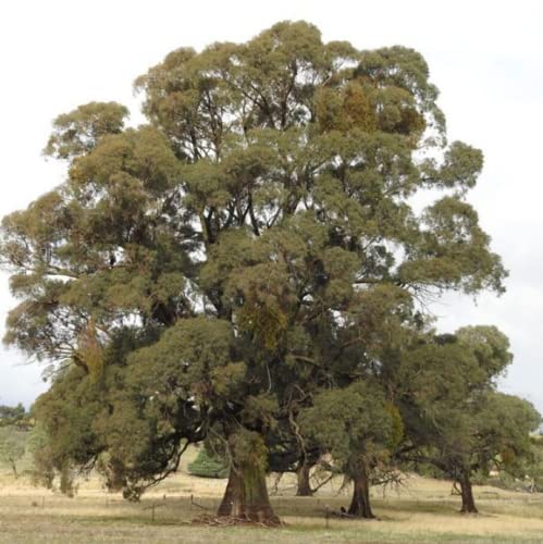 Chuxay Garden 20 Seeds Eucalyptus Nicholii,Narrow-Leaved Peppermint,Willow-Leaved Peppermint Evergreen Tree Highly Fragrant Refreshing Plant #TOP14