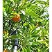 The Twister Fruit Picker