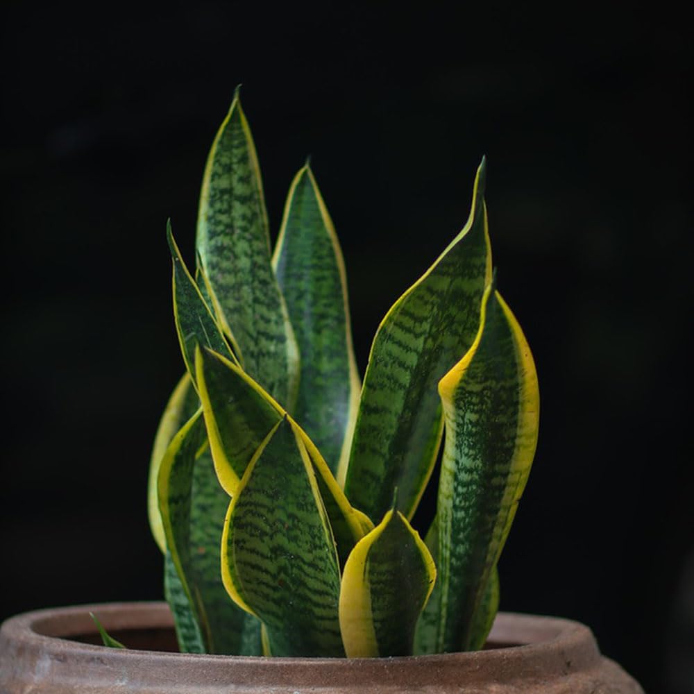 50 Pcs bogenhanf samen - sansevieria pflanze - deko wohnzimmer  zimmerpflanzen gro (Sansevieria trifasciata) grnpflanzen zimmerpflanzen  topfpflanzen drauen winterhart herbst dekoration : Amazon.de: Garten