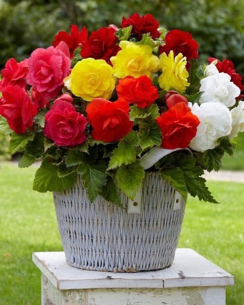 SVG Begonia flower bulbs for Your Garden | multicolor Begonia Flowering Plants Bulbs | all season Flowering bulb for Planters pack of 1 bulbs (B0CP97DHV1) Amazon Price History, Amazon Price Tracker
