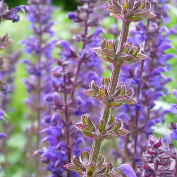 12 unidades o 1 m² Salvia nemorosa 'Mainacht' - Salvia Nemorosa 'Mainacht' Maceta 9x9 cm