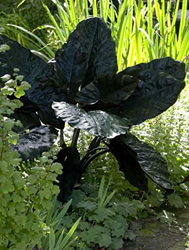 Elefantenohr - Plumbea Nigra Aufrecht - Groe metallische lila Bltter -  Colocasia Alocasia Taro Rhizom Birne (1 Zwiebel) : Amazon.de: Garten