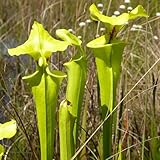 Senza così attraenti e diffuse, il giardino sarebbe incompleto.Un profumo e un gusto forti.È adatto anche per la indoor o outdoor e può essere raccolto continuamente durante tutta la stagione di crescita.