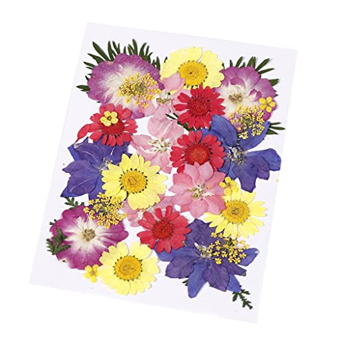 Flores prensadas secas naturales multicolor 30 piezas miniatura 3