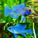 Electric Blue Ram Cichlid (Pack of 2 Fish) - Aquarium Exotic Freshwater Live Fish