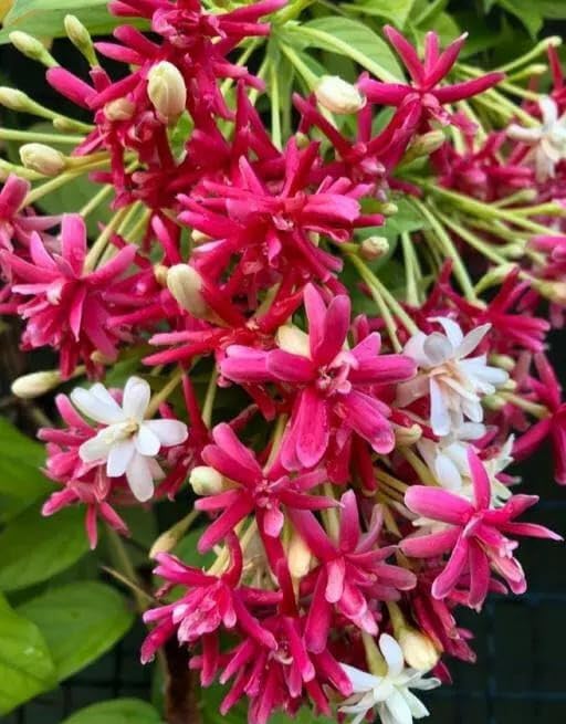 FloraPlax Special Double colour red and white Madhumalati/Madhabilata Flower Plant,''Ready To Blooming At 2-4 Month''Healthy Original Variety Live Plant-image-40
