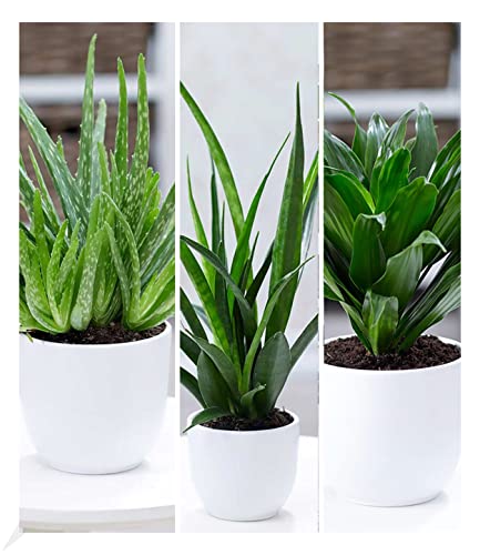 BALDUR Garten Zimmerpflanzen-Mix Grüne Lieblinge, 3 Pflanzen Luftreinigende Zimmerpflanzen 1...