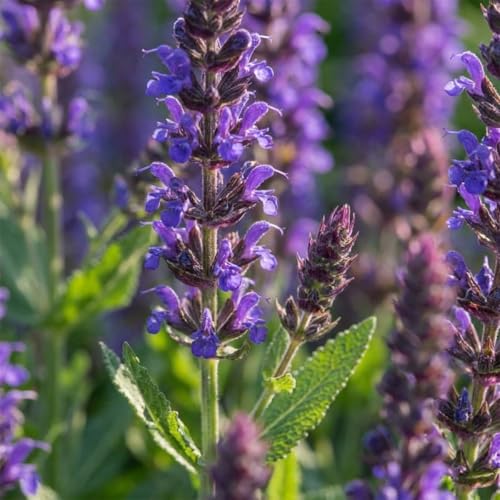 Salvia Blaukönigin