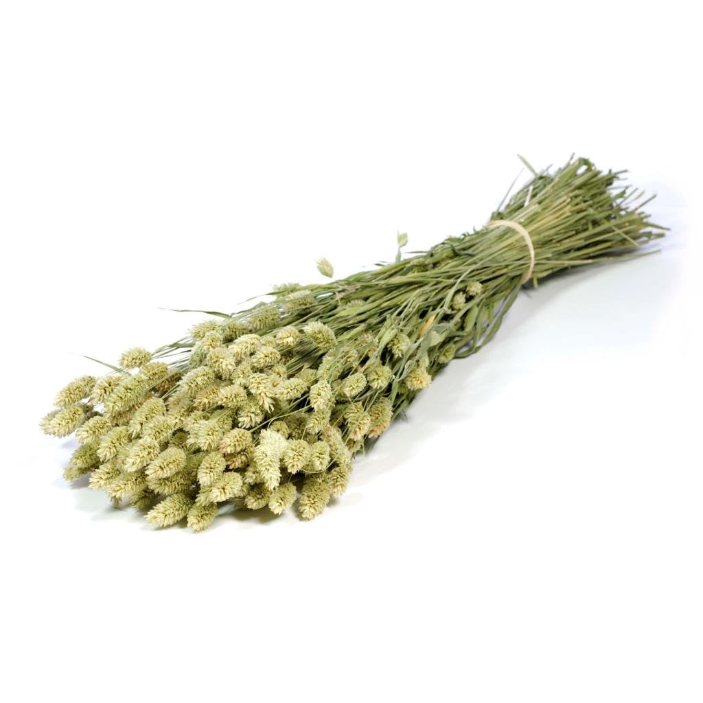 Floristrywarehouse Natural Dried Bunch Phalaris Canary Grass Green 70Cm/27 Inches