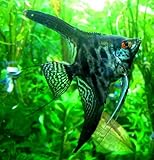 Black Zebra Lace Angelfish (Pack of 2 Fish) -...