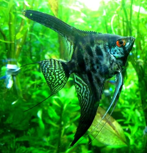 Black Zebra Lace Angelfish (Pack of 2 Fish) -...