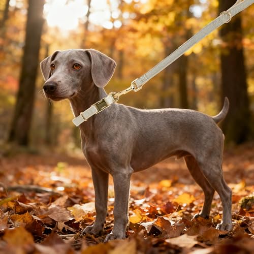 YUDOTE Hundehalsband und Leine Set Klein, Weiche Reizfreie natürlicher Baumwolle mit Twillgewebe für Hund mit empfindlicher Haut, Grau