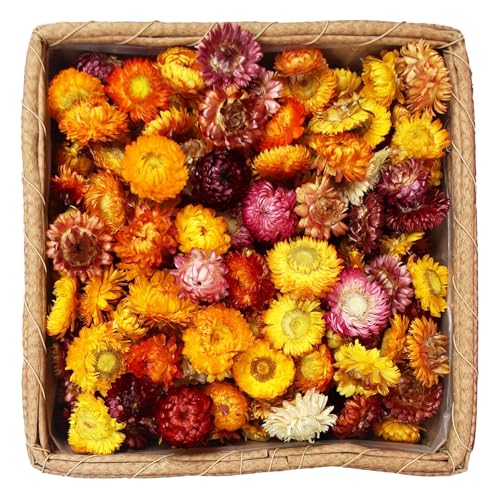 Dried Daisy Flowers Heads, Dried Chrysanthemum...