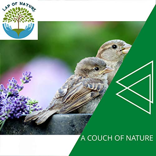 Waves Foam Nature Birds Sound