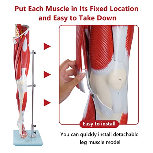 Image of breesky Human Anatomy Model Leg Muscle Model 13 Parts Life Size Leg Model Muscle Model Details Muscles, Arteries & Veins for Study Display Teaching Medical Model