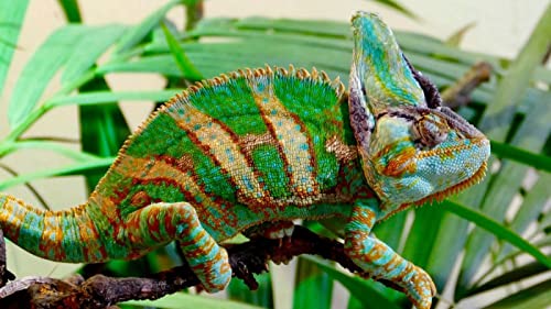 Peinture au diamant 5D idée cadeau d'anniversaire artisanal avec motif caméléon coloré