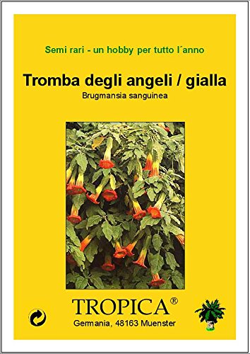 TROPICA - Tromba degli angeli / gialla (Brugmansia sanguinea) - 10 semi - mediterraneo - Image 8