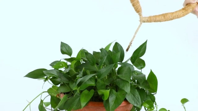 potted pothos plant Pothos Albo