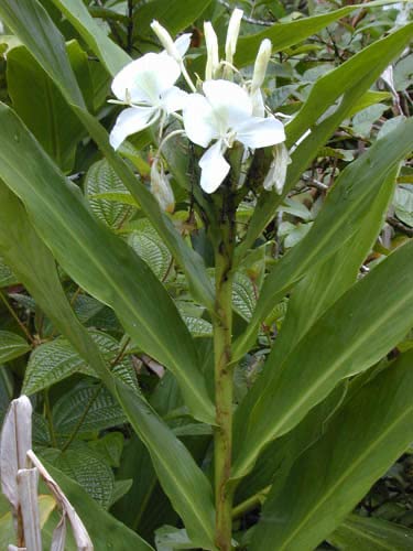 kapoor kachri sapling plants, gandha sati, gandha sunthi, kapurkachara, perfume ginger, (spiked ginger lily) (B07WDSLHC2) Amazon Price History, Amazon Price Tracker
