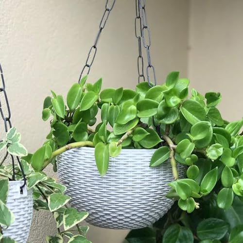 Image of Go Hooked Plastic Hanging Pot, White, Pot Diameter-7.1 Inch, Pot Height-4.8 Inch, Pot Thickness-3 mm, Chain Length-13 inch Approx., 5 Pieces